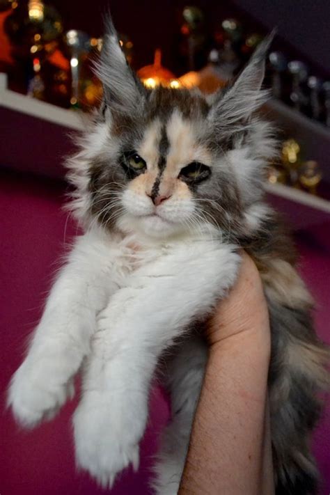 Is a Maine Coon cat right for you Find out more about the breed . . Maine coon for sale victoria australia